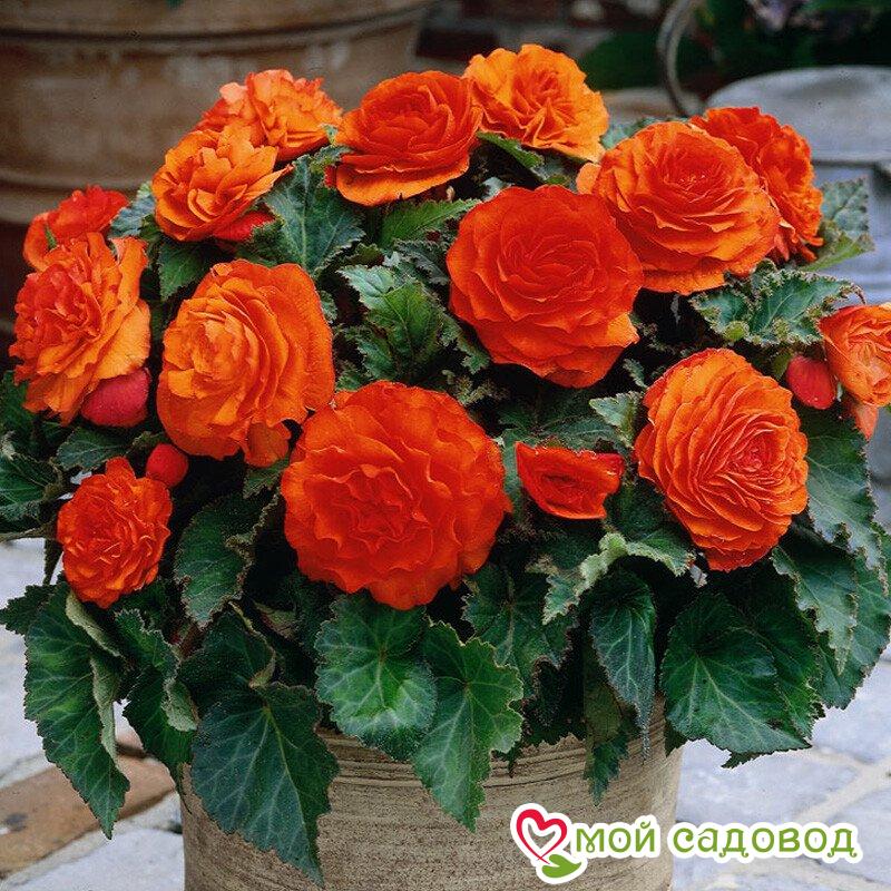 Бегония Дабл Оранж