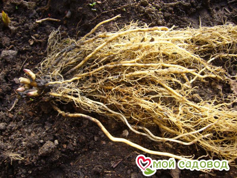 Флокс Искушение